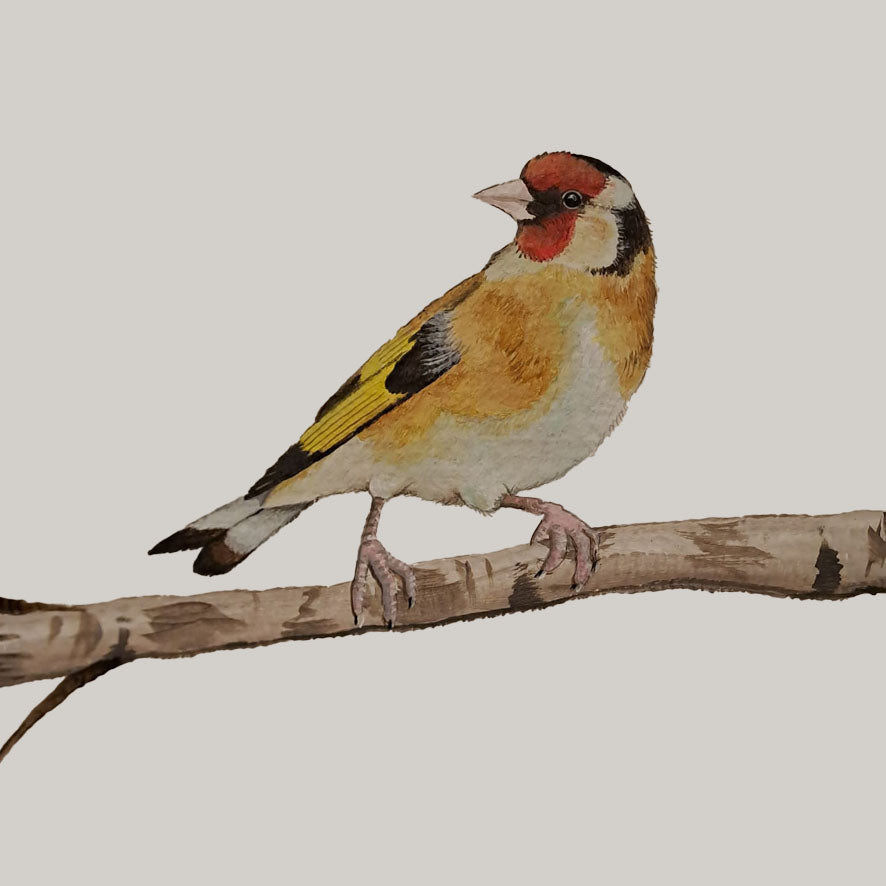 Illustratie van een putter (distelvink) met rood gezicht en geel-zwarte vleugels, zittend op een tak tegen een lichte achtergrond.